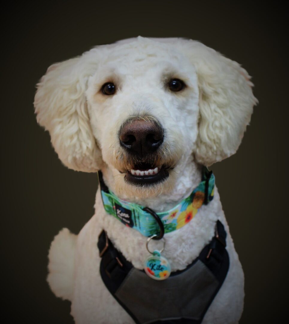 A white dog with a blue collar and tag.